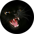 Loris